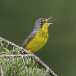 Canada Warbler (Wilsonia canadensis), a boreal songbird listed as “Threatened” by COSEWIC. (Photo by Nick Saunders, with the permission of State of Canada's Birds Report 2012)