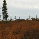 A “company” of George River Caribou during Fall Migration at Kamistastin, northern Labrador, 2007.  (Photo by J. Jacobs)