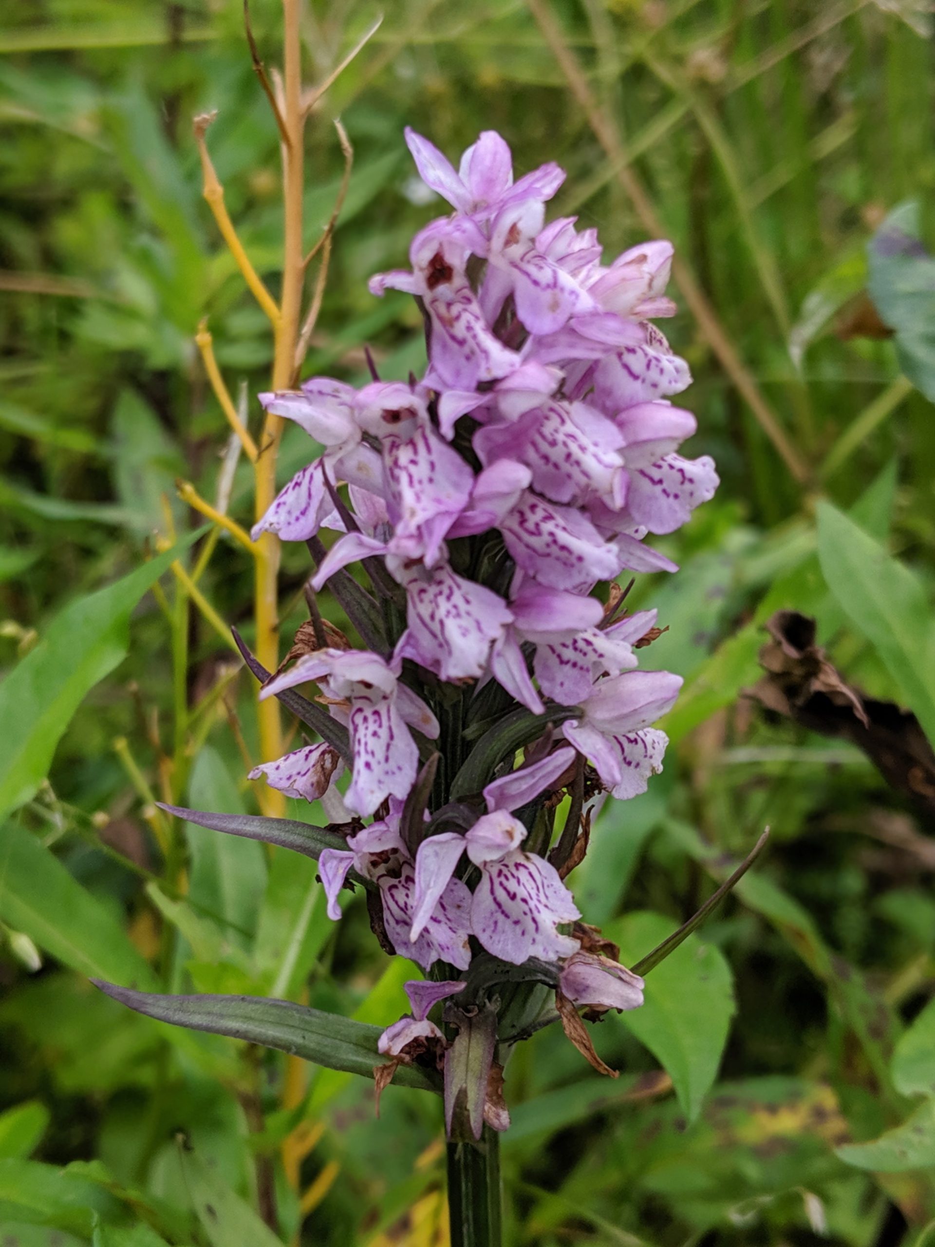 Read more about the article European Leopard Marsh Orchid