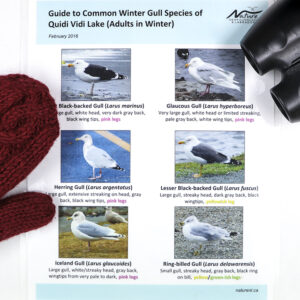 Nature NL’s winter gull identification guide