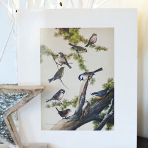 Birds of NL prints – songbirds / raptors