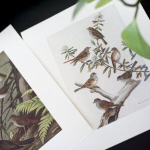 Birds of NL prints - sparrows / thrushes