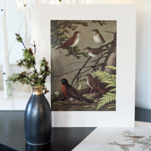 Birds of NL prints – sparrows / thrushes