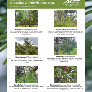 Nature NL’s Native Tree and Shrub Guide