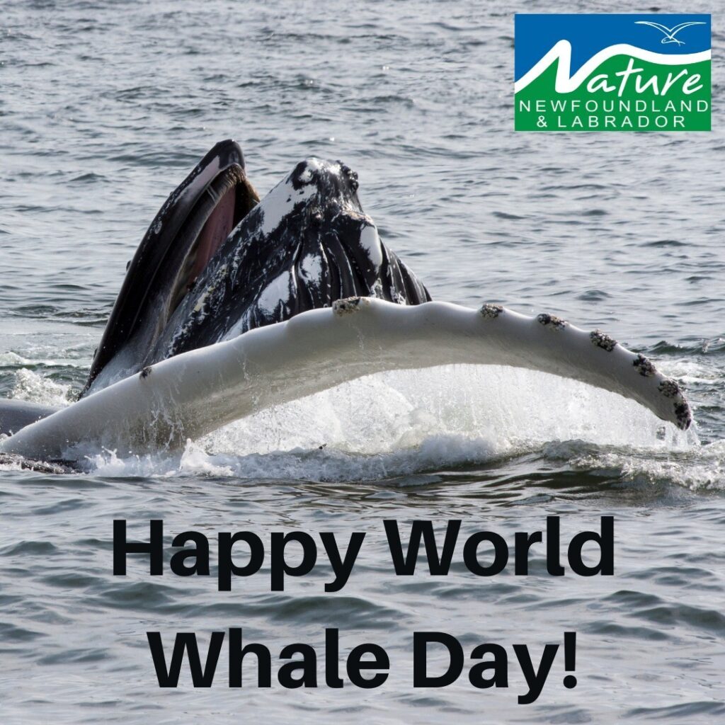 Celebrate World Whale Day!