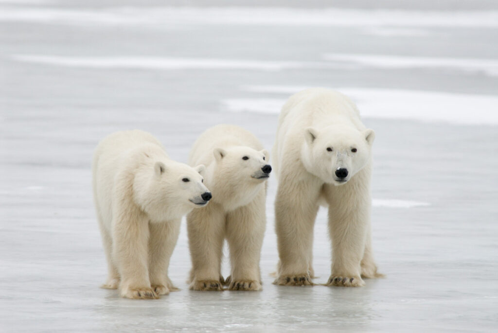 Polar Bears in Newfoundland and Labrador