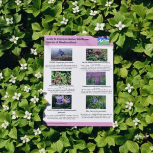 Common Native Wildflower Field Guide
