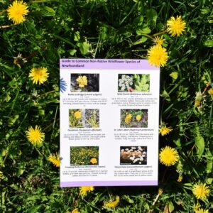 Common Non-Native Wildflower Species Field Guide