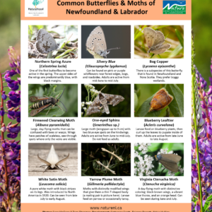 Common Butterflies & Moths of NL