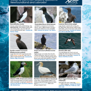 Common Seabirds Species of NL