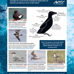 Common Seabirds Species of NL