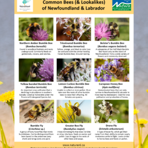 Common Bees (& Lookalikes) of NL