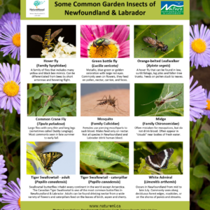 Some Common Garden Insects of NL