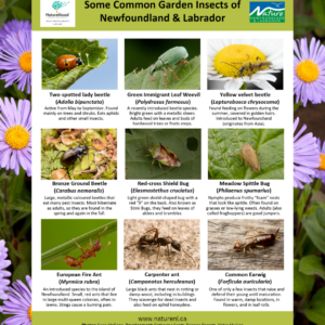 Some Common Garden Insects of NL