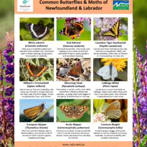 Common Butterflies & Moths of NL