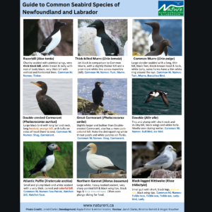 Common Seabirds Species of NL