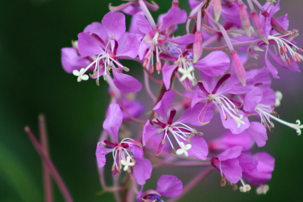 Fireweed. Photo Credits: Brianna Barrett.