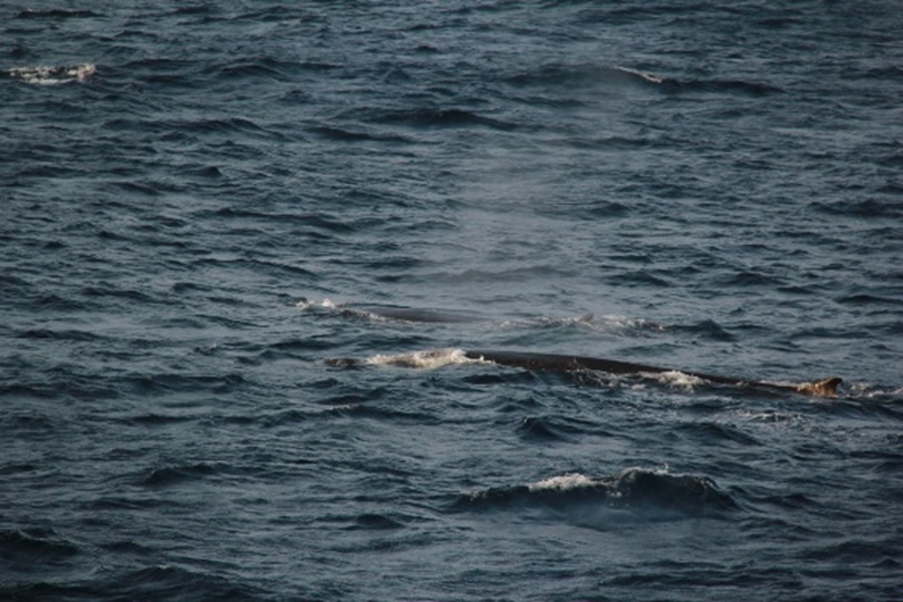 Whale Festival | Cape Spear Lighthouse National Historic Site and Petty Harbour Mini Aquarium Whale Festival | Cape Spear Lighthouse National Historic Site and Petty Harbour Mini Aquarium