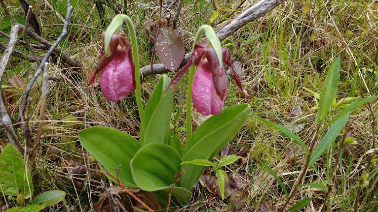 Ladyslipper orchids in bloom. (Photo by Justin So)