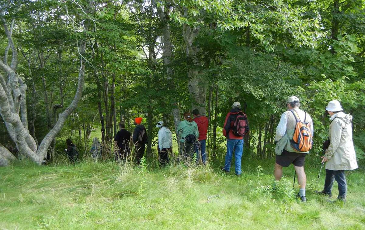 Lichen Field Trip to Sir Robert Bond Park (2016-08-20) Lichen Field Trip to Sir Robert Bond Park (2016-08-20)