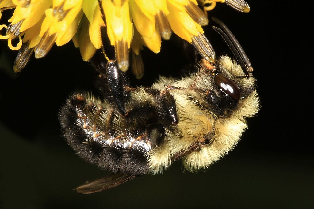 Bees, Agriculture and the Precautionary Principle Bees, Agriculture and the Precautionary Principle