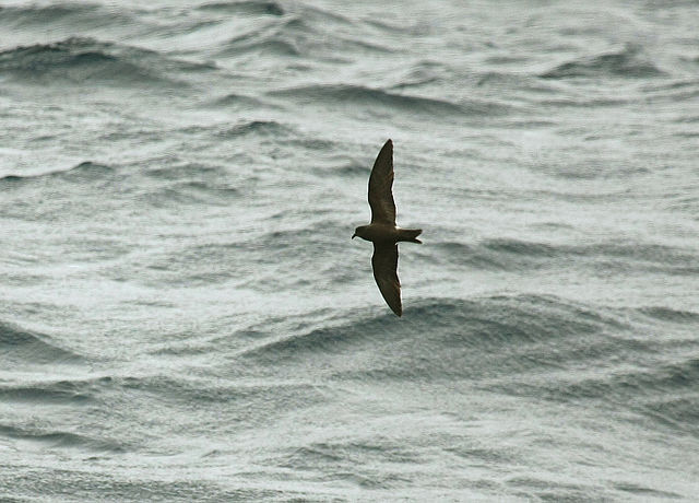 The Disappearance of Millions of Newfoundland Seabirds The Disappearance of Millions of Newfoundland Seabirds