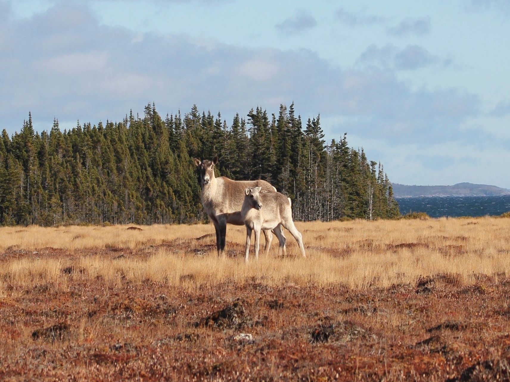 Research Spotlight Series: Wildlife Evolutionary Ecology Lab Research Spotlight Series: Wildlife Evolutionary Ecology Lab