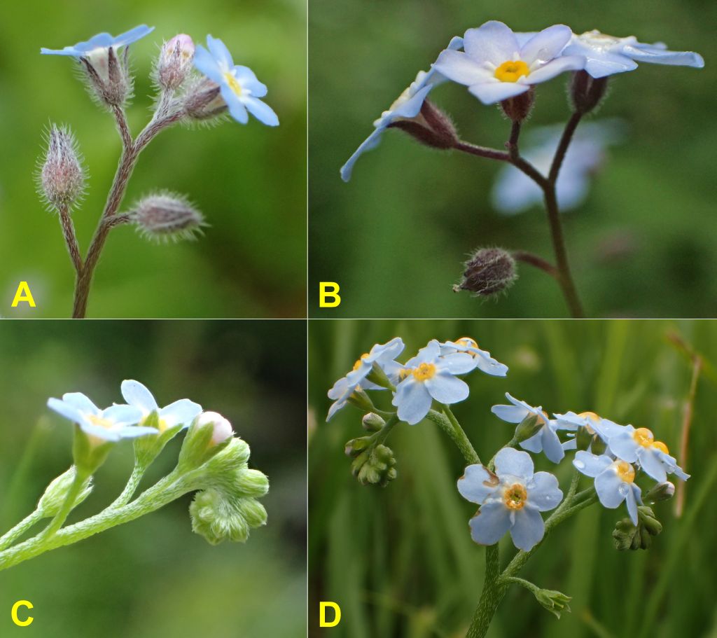 The Forget-me-nots of Newfoundland and Labrador The Forget-me-nots of Newfoundland and Labrador