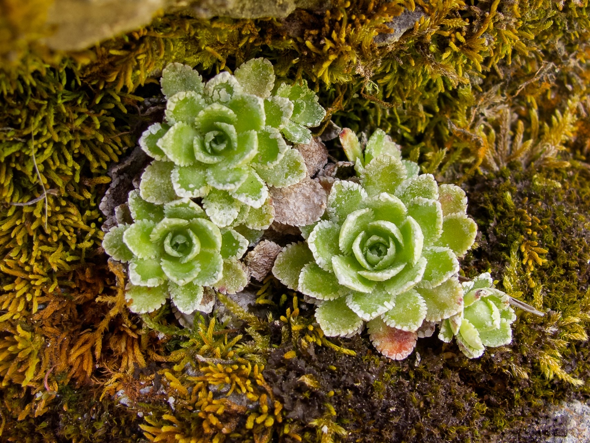 5 Neat Things about Microplants 5 Neat Things about Microplants