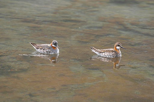 Óðinshani - Red-necked Phalarope - Phalaropus lobatus (3651385111)