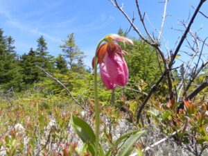 lady_slipper