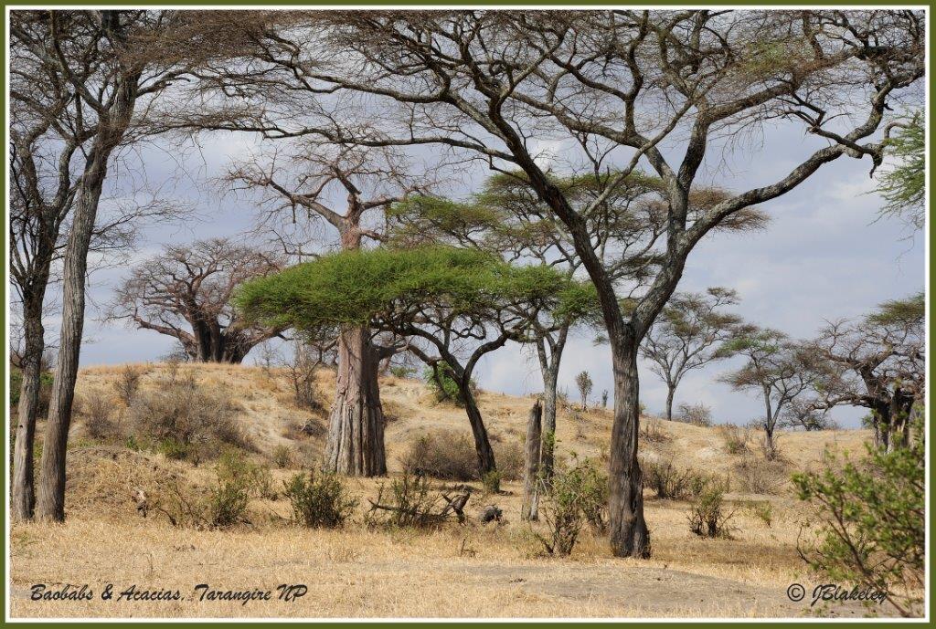 Northern Tanzania-A Photo Safari