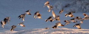 Read more about the article The Snow Bunting Project – Labrador