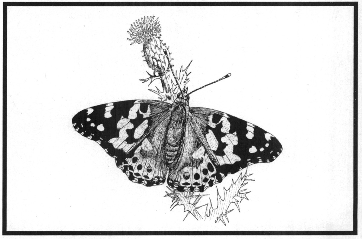 You are currently viewing #TBT The Osprey – Nature Sketches: Painted Lady Butterfly (<i>Vanessa cardui</i>)