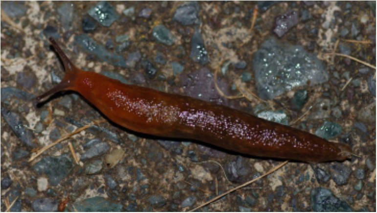#TBT The Osprey – Ask a natural history question: Why slugs? #TBT The Osprey – Ask a natural history question: Why slugs?