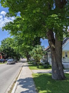 Read more about the article Urban forests and climate change in Newfoundland