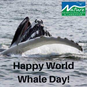 Read more about the article Celebrate World Whale Day!