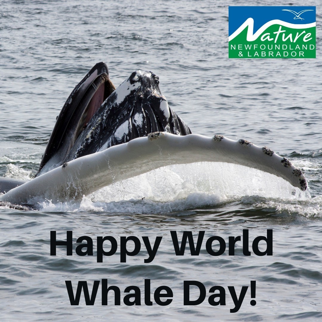 You are currently viewing Celebrate World Whale Day!